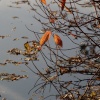Jubilee fishing lake, Steeple Claydon, Buckinghamshire
