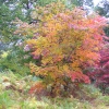 Autumn colour at Winkworth Arboretum, Godalming, Surrey