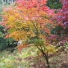 Autumn colour at Winkworth Arboretum, Godalming, Surrey