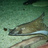 Sharks, Blue Reef Aquarium, Newquay, Cornwall