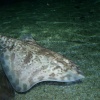 Blue Reef Aquarium, Newquay, Cornwall