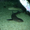 Blue Reef Aquarium, Newquay, Cornwall