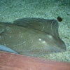 Blue Reef Aquarium, Newquay, Cornwall
