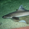 Blue Reef Aquarium, Newquay, Cornwall