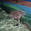 Blue Reef Aquarium, Newquay, Cornwall
