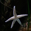 Blue Reef Aquarium, Newquay, Cornwall