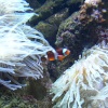 Blue Reef Aquarium, Newquay, Cornwall