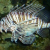 Blue Reef Aquarium, Newquay, Cornwall