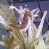 Seahorses, Blue Reef Aquarium, Newquay, Cornwall