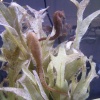 Blue Reef Aquarium, Newquay, Cornwall