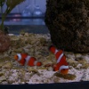 Blue Reef Aquarium, Newquay, Cornwall