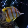 Blue Reef Aquarium, Newquay, Cornwall
