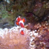 Blue Reef Aquarium, Newquay, Cornwall