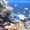 Blue Reef Aquarium, Newquay, Cornwall