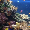 Blue Reef Aquarium, Newquay, Cornwall