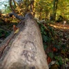 Chartam Woods, Canterbury, Kent