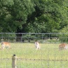 Deer at St Olaves