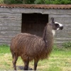 Llamas at St Olaves
