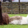 Llamas