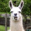 Llamas at St Olaves