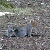 Grey Squirrel at Upton Country Park, Poole, Dorset
