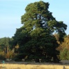 Big tree at Clumber Country Park, Worksop, Nottinghamshire