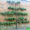 Walled kitchen garden, Clumber Country Park, Worksop, Nottinghamshire