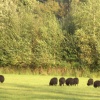 Black Sheep, Clumber Country Park, Worksop, Nottinghamshire