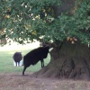 Black Sheep, Clumber Country Park, Worksop, Nottinghamshire