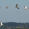 Shelduck flying over the reed beds at Upton Country Park, Poole, Dorset