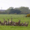 Sika at Arne RSPB Reserve, Dorset