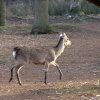 Sika doe at Arne RSPB Reserve, Dorset