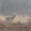 Sika stag in the mist at Arne RSPB Reserve, Dorset