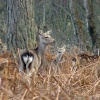 Sikas in the bracken at Arne RSPB Reserve, Dorset