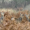 Sika's on the alert at Arne RSPB Reserve, Dorset