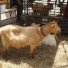 Goat at Gloucester's Medieval Fayre in June 2006.