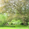 Walnut and Apple Tree, Cawthorne, South Yorkshire