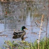 Mallard