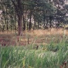 The Dew Pond