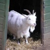 Happy goat!