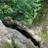 Bird Rock