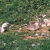 Cygnets at the Swannery