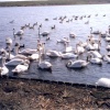 Feeding Swans