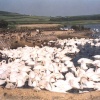 Abbotsbury Swannery