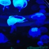 Jelly fish, Sea Life Centre, Scarborough, North Yorkshire