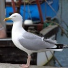 Herring Gull at West Bay, Dorset