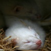 New Forest Otter, Owl and Wildlife Park