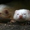 New Forest Otter, Owl and Wildlife Park