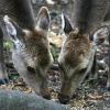 New Forest Otter, Owl and Wildlife Park