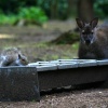 New Forest Otter, Owl and Wildlife Park